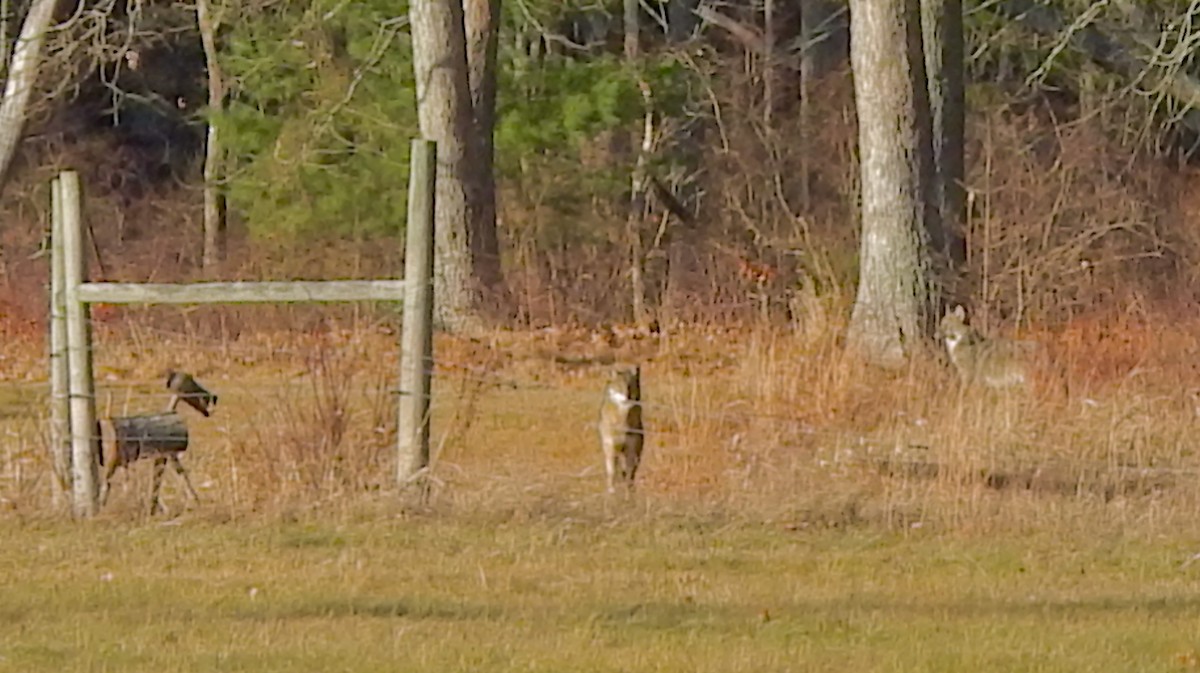 Coyote - ML646425952