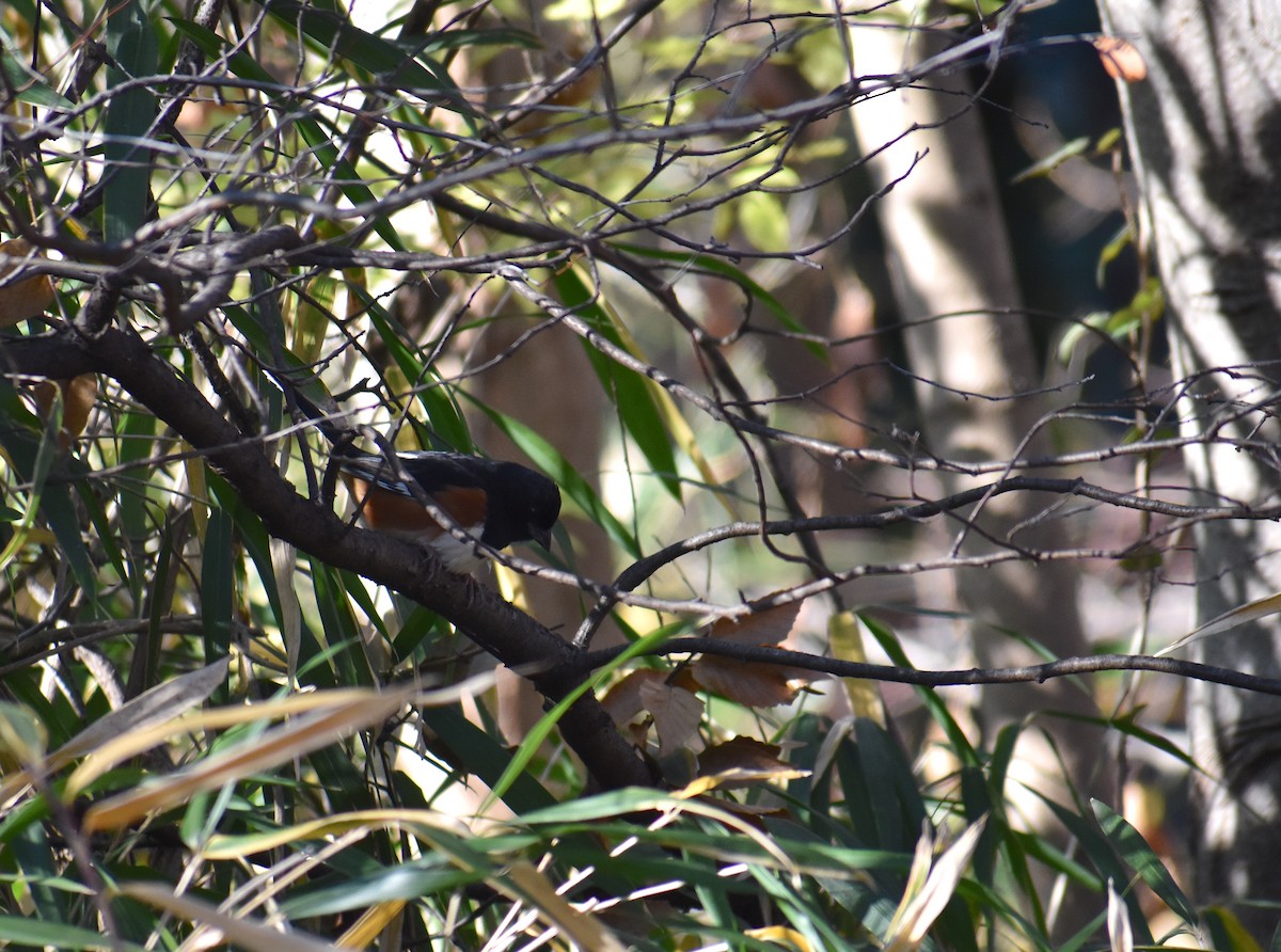Eastern Towhee - ML646425953