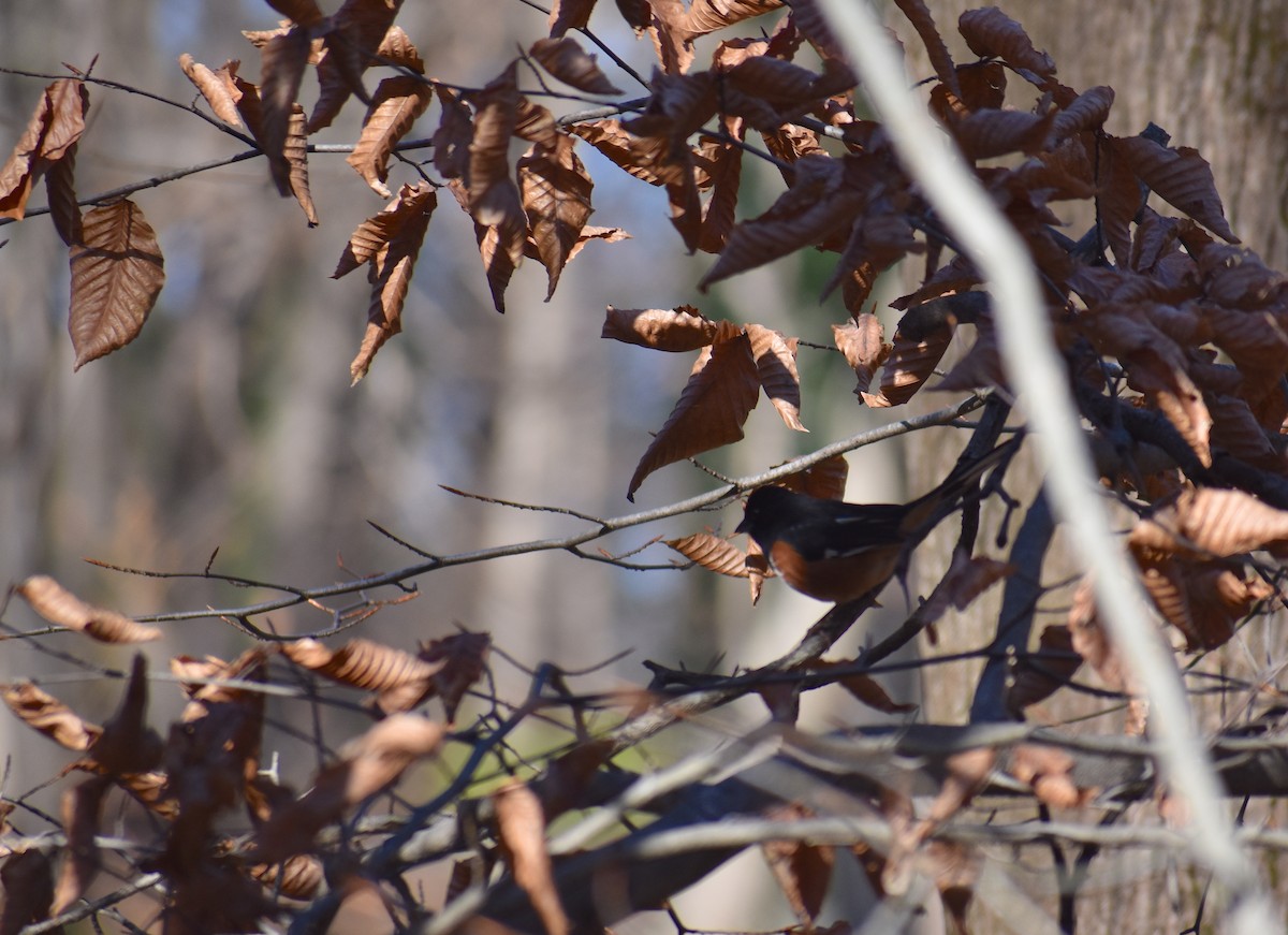 Eastern Towhee - ML646425954