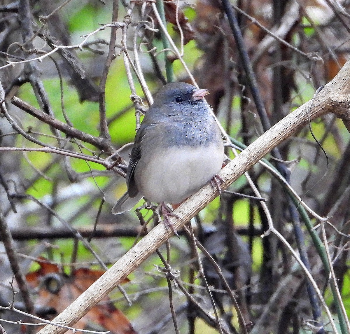 Dark-eyed Junco - ML646425955