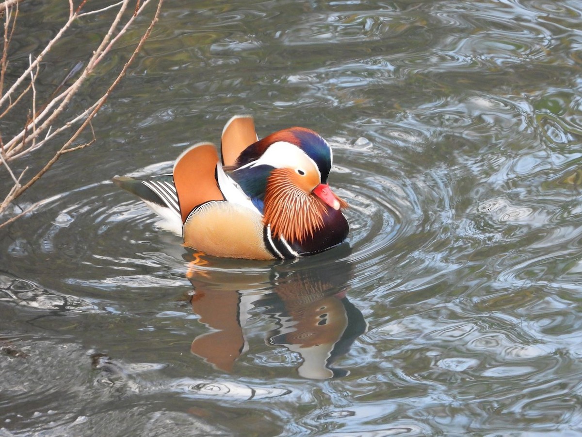 Mandarin Duck - ML646425957