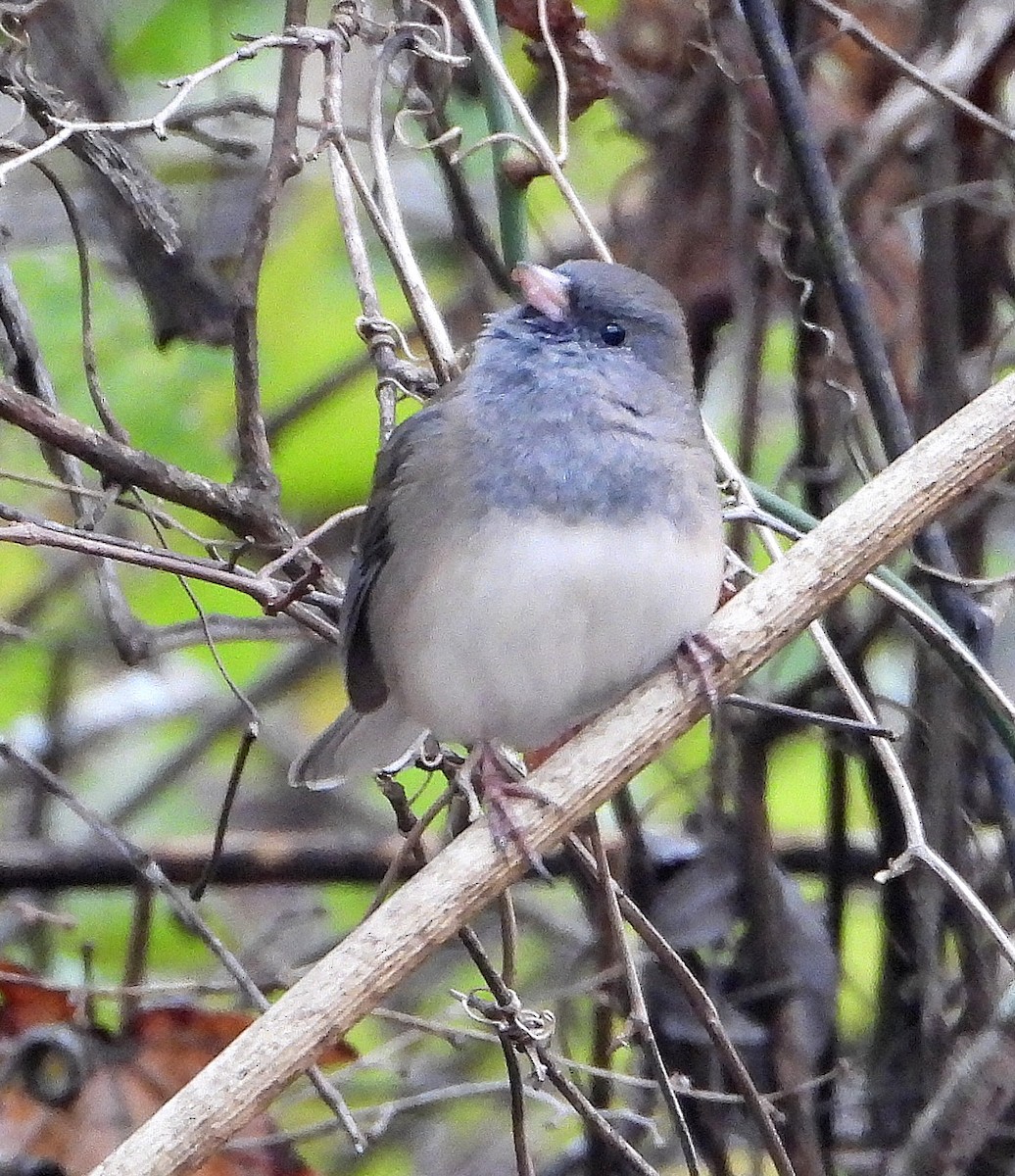 Dark-eyed Junco - ML646425958