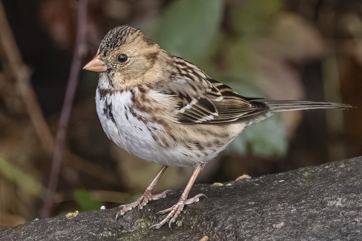 Harris's Sparrow - ML646425960