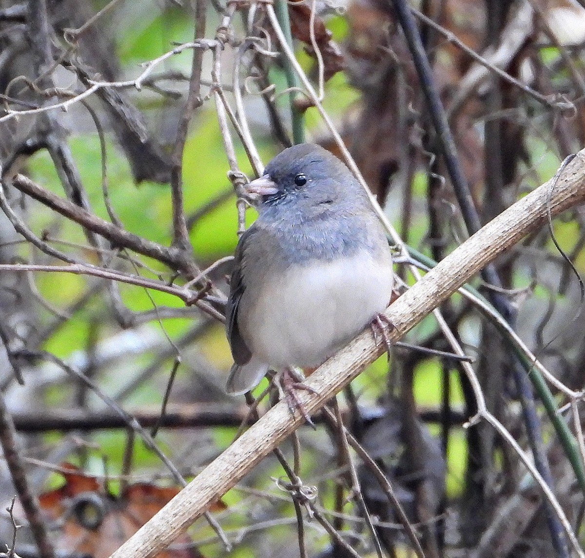 Dark-eyed Junco - ML646425961