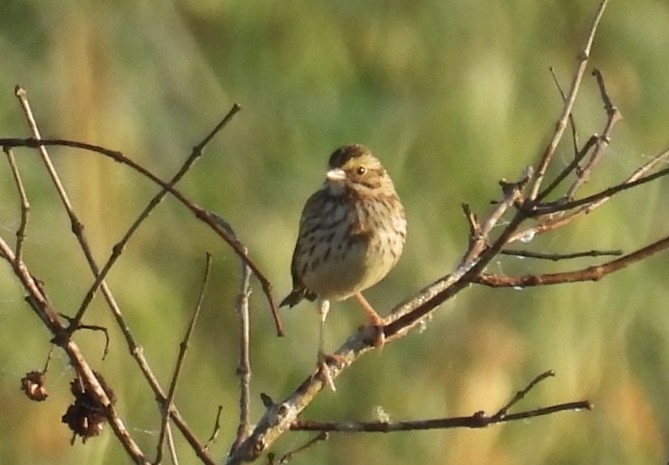Savannah Sparrow - ML646425962