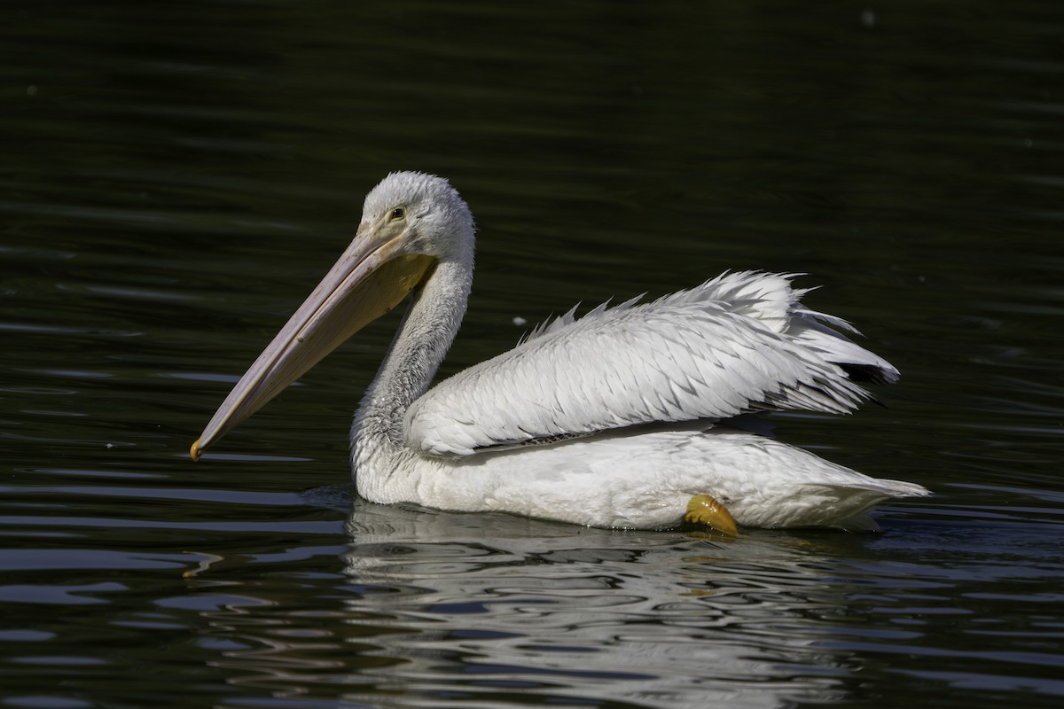 American White Pelican - ML646425963
