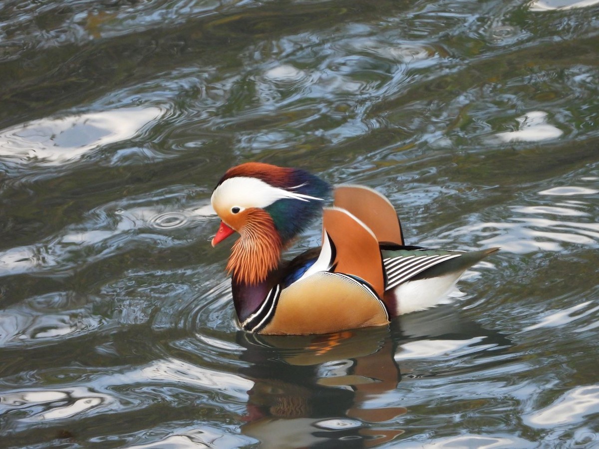 Mandarin Duck - ML646425964
