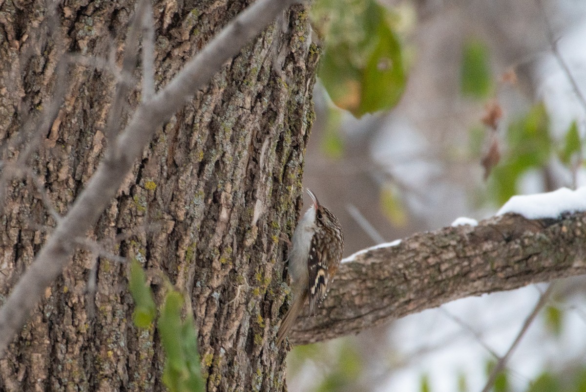 Brown Creeper - ML646425966