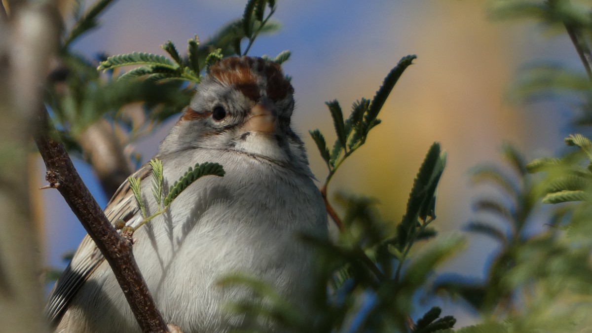 Rufous-winged Sparrow - ML646425967