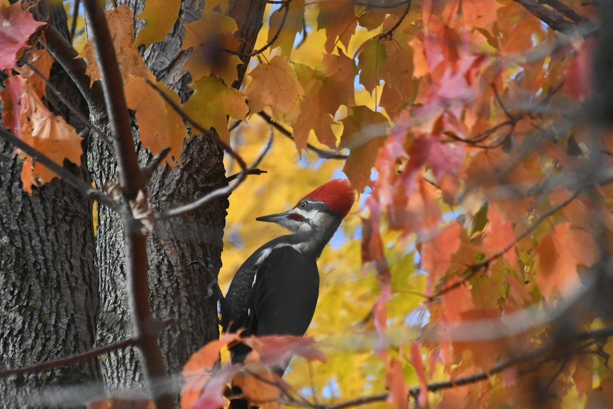 Helmspecht - ML646425968