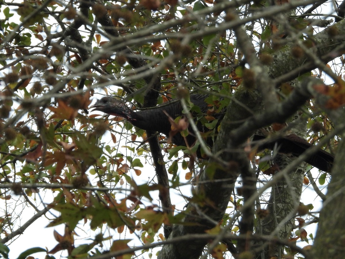 Wild Turkey - ML646425969