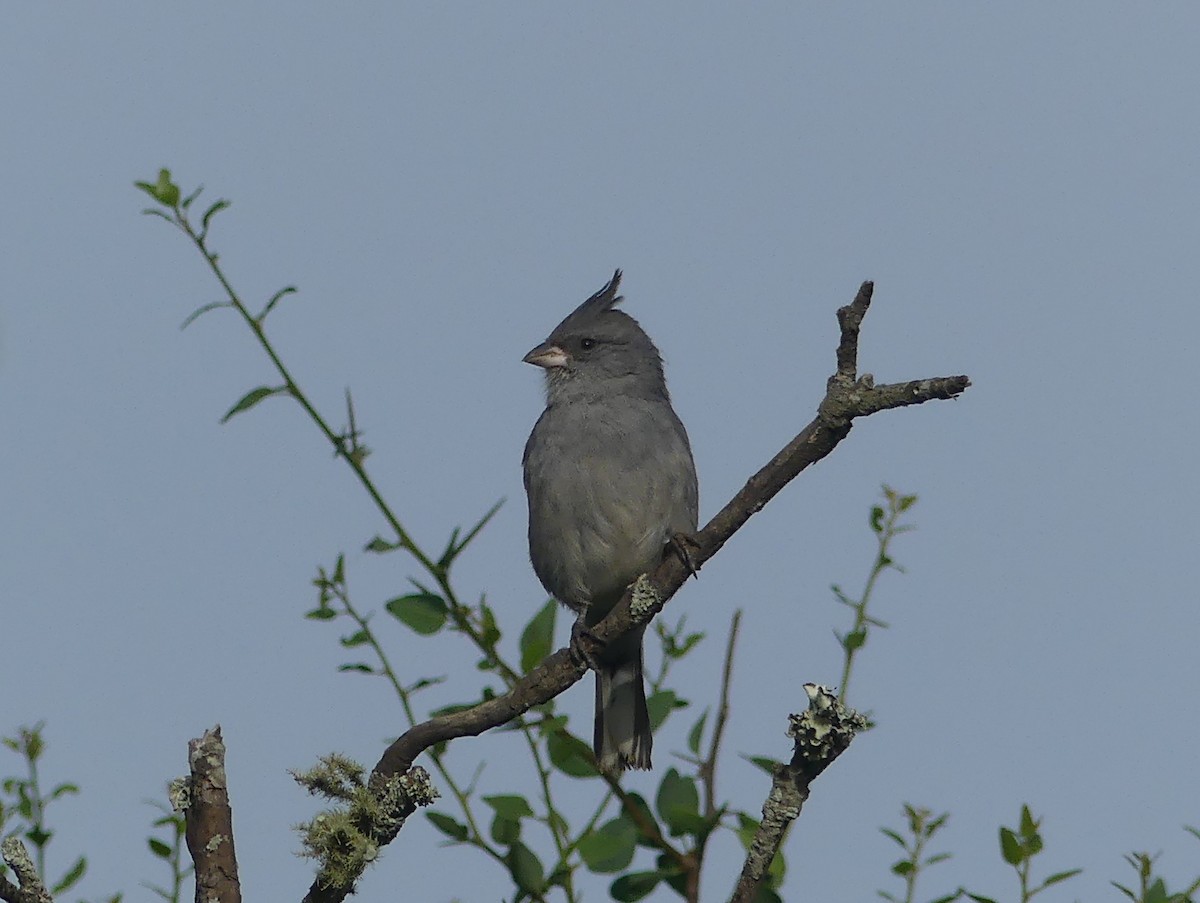 Gray-crested Finch - ML646425970