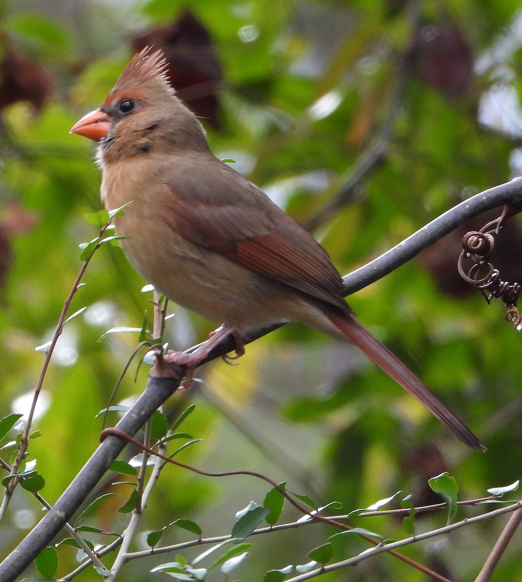 Northern Cardinal - ML646425971