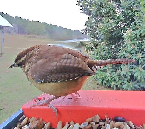 Carolina Wren - ML646425972