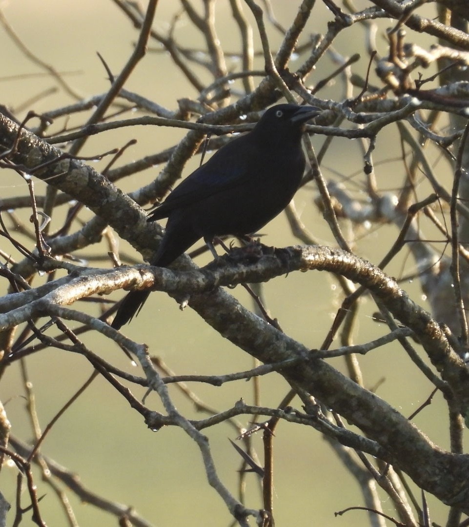 Common Grackle - ML646425973