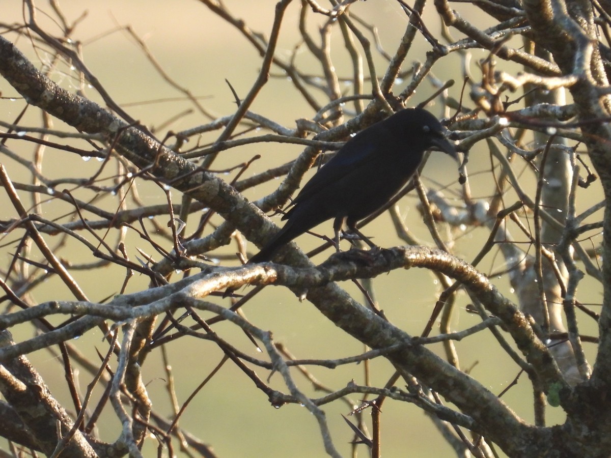 Common Grackle - ML646425974