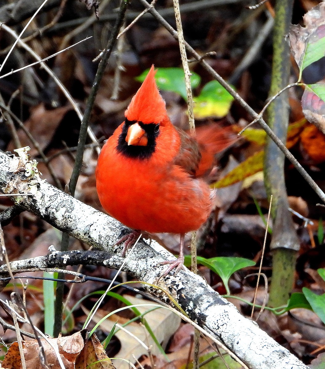 Northern Cardinal - ML646425977