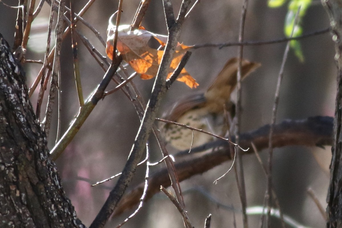 Cuitlacoche Rojizo - ML646425978