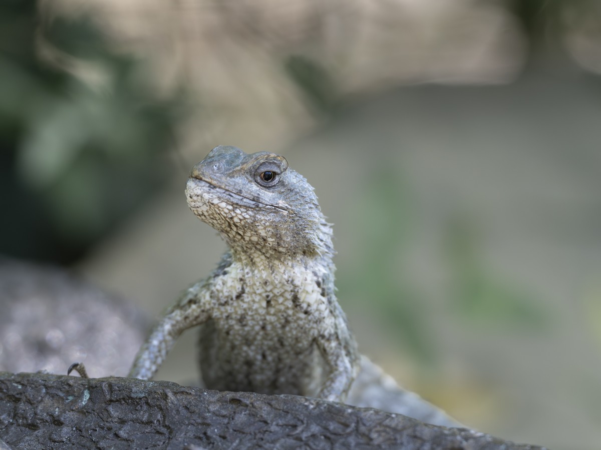 Animals - ML646425979