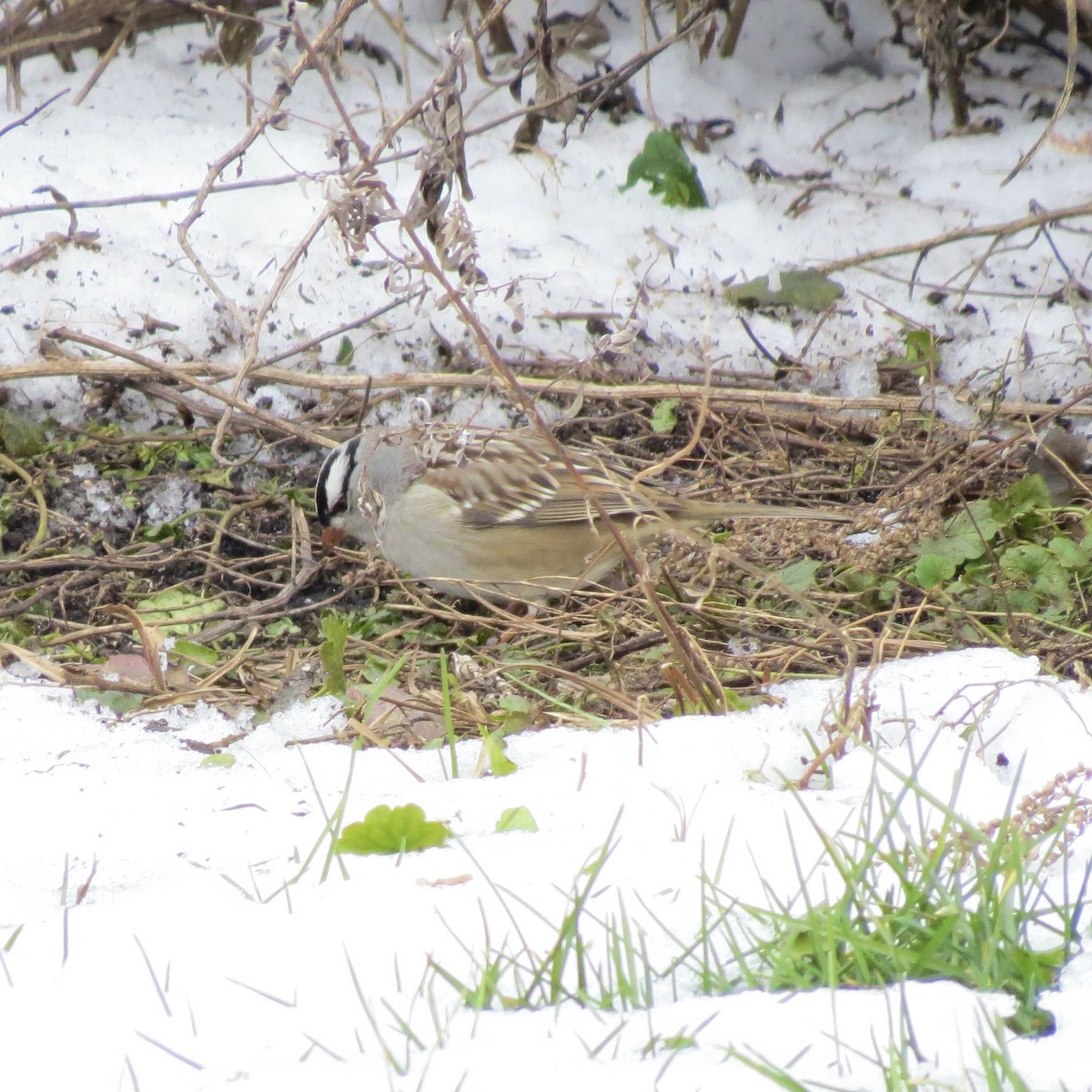 Bruant à couronne blanche - ML646425980