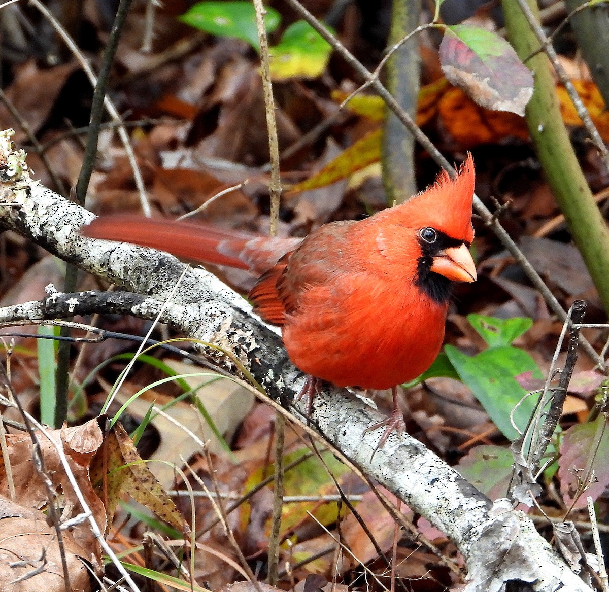 Northern Cardinal - ML646425981