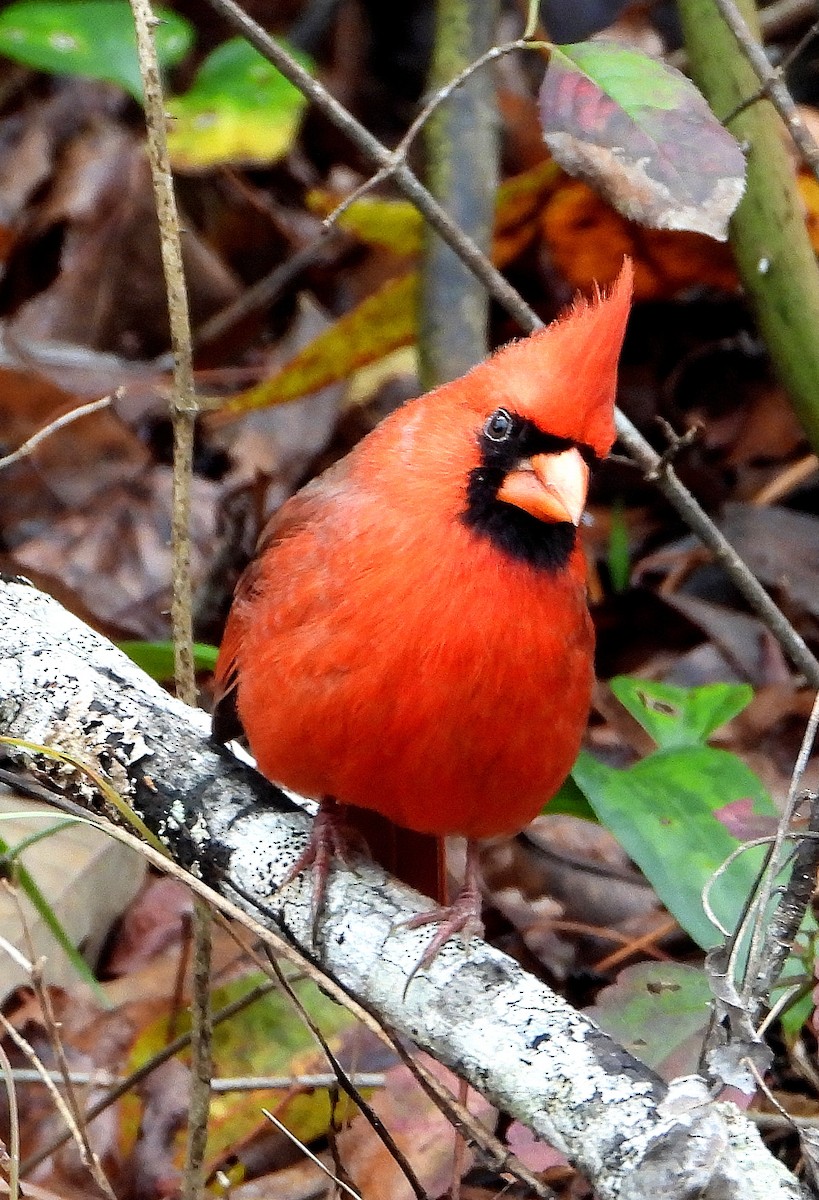 Northern Cardinal - ML646425983
