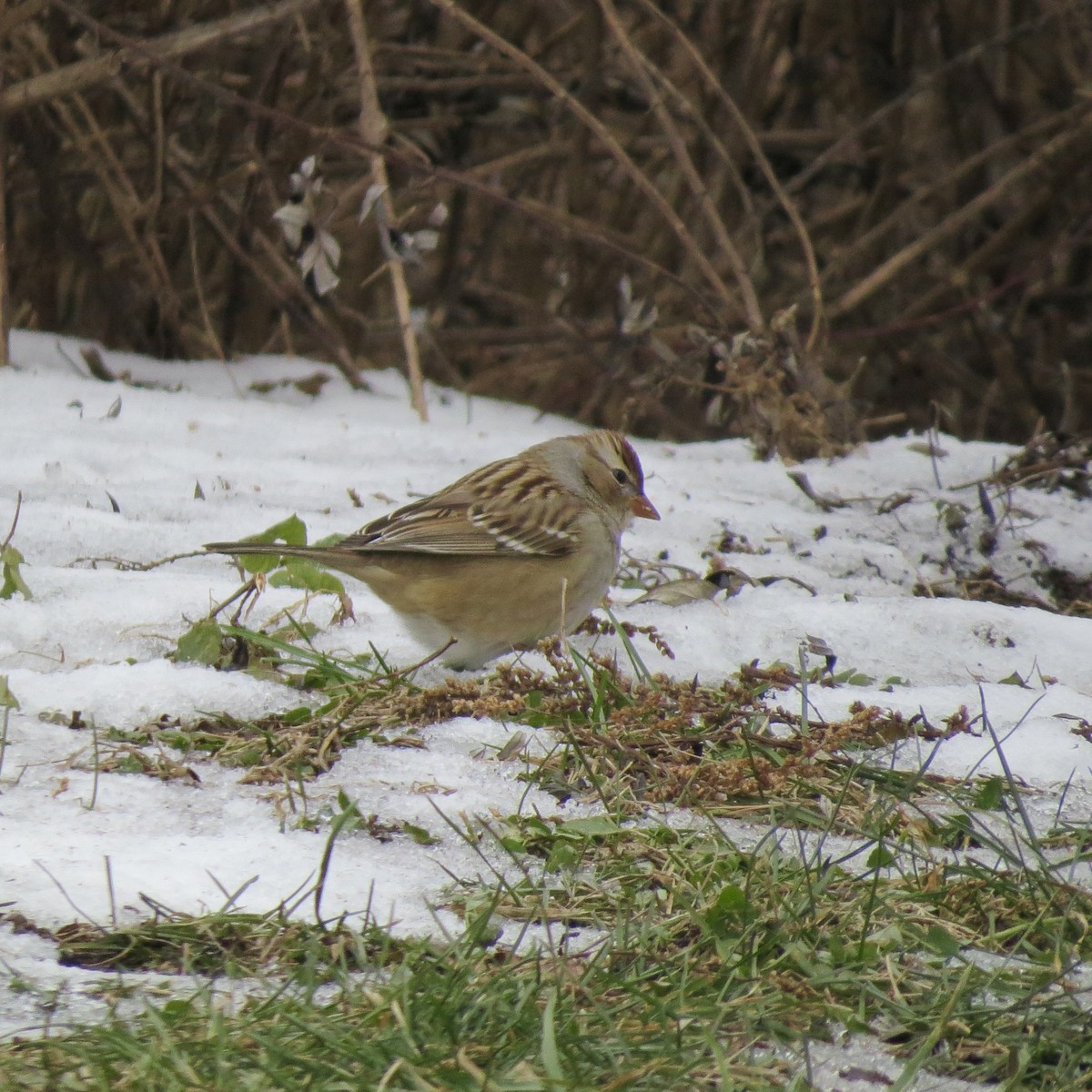 Bruant à couronne blanche - ML646425984