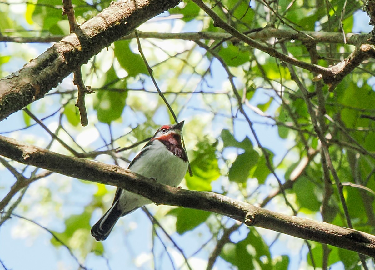 Brown-throated Wattle-eye - ML646425985