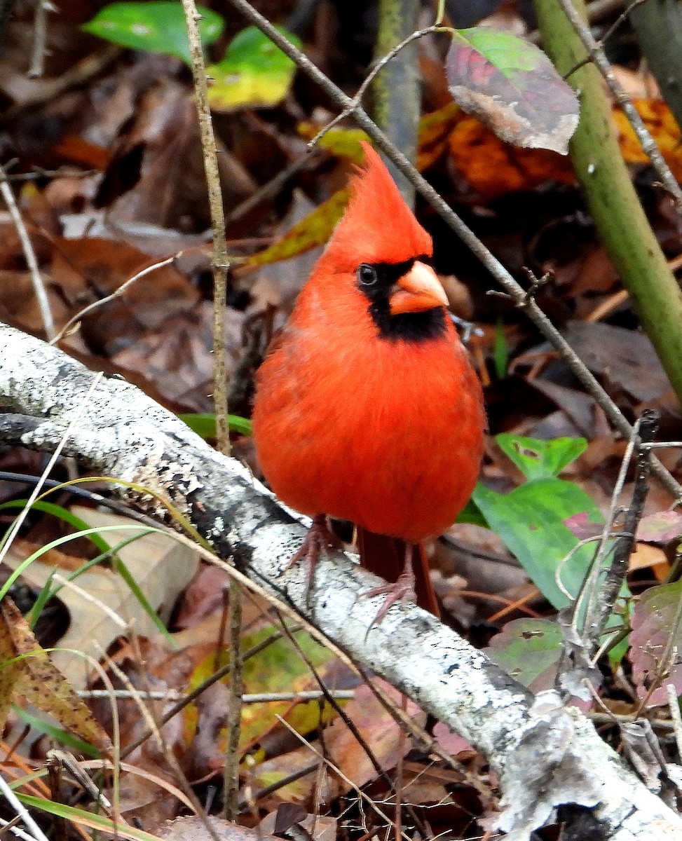 Northern Cardinal - ML646425986