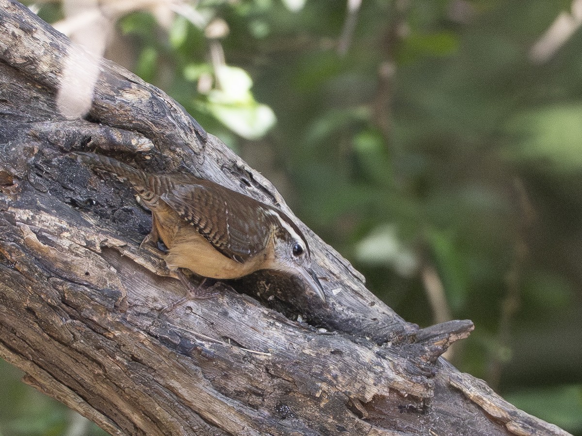 Carolina Wren - ML646425987