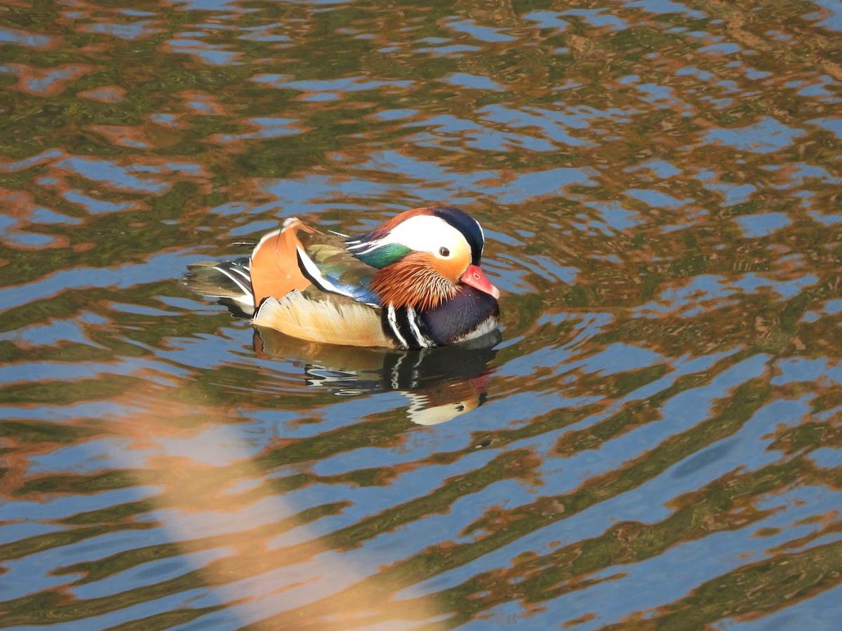 Mandarin Duck - ML646425988