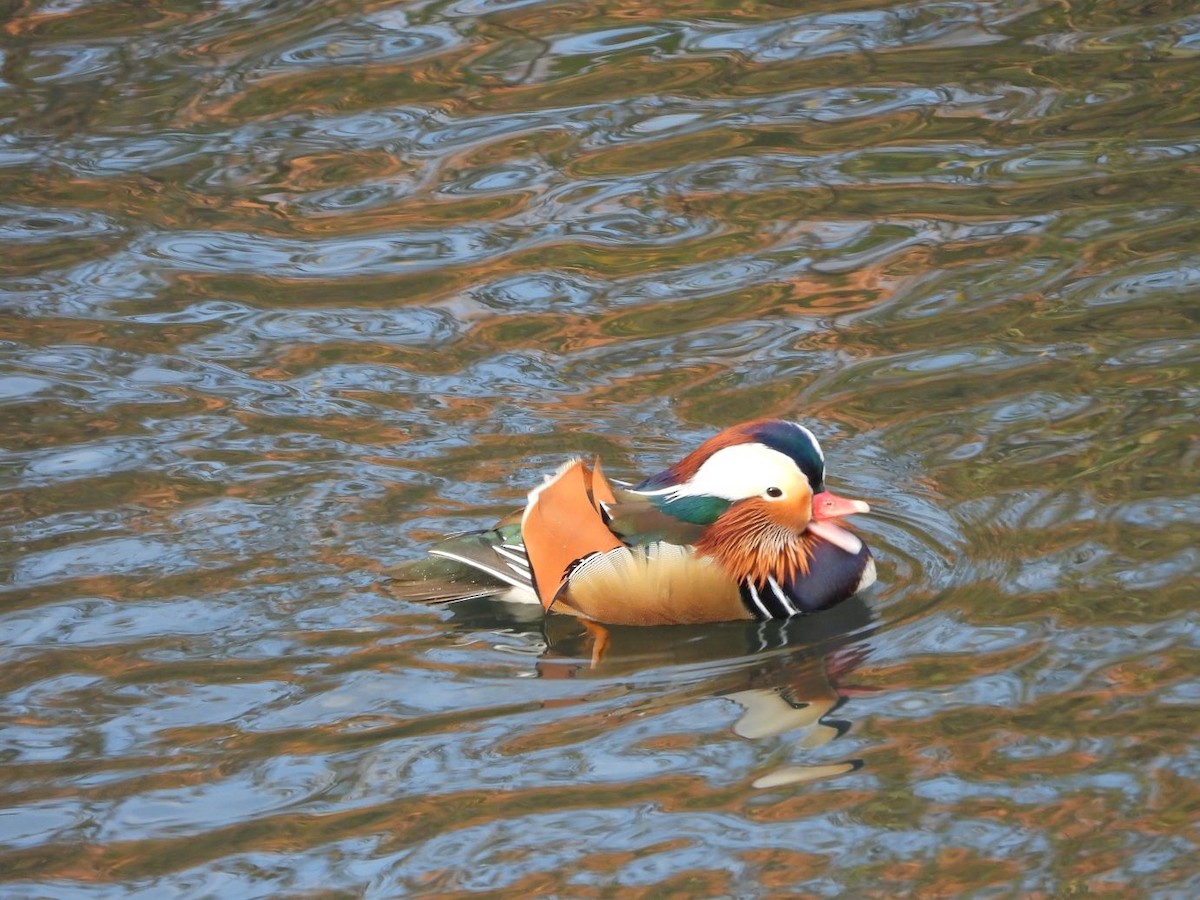 Mandarin Duck - ML646425989