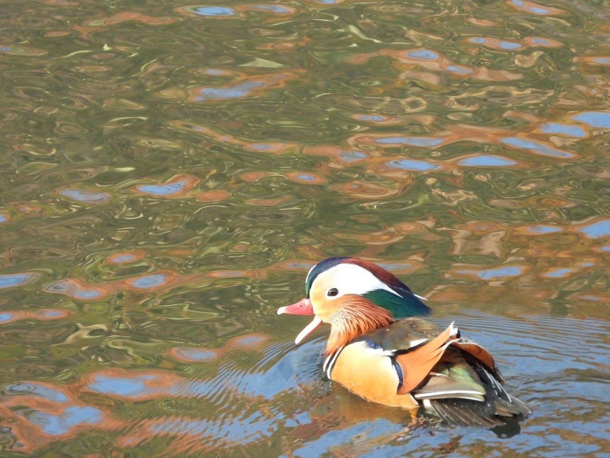 Mandarin Duck - ML646425990