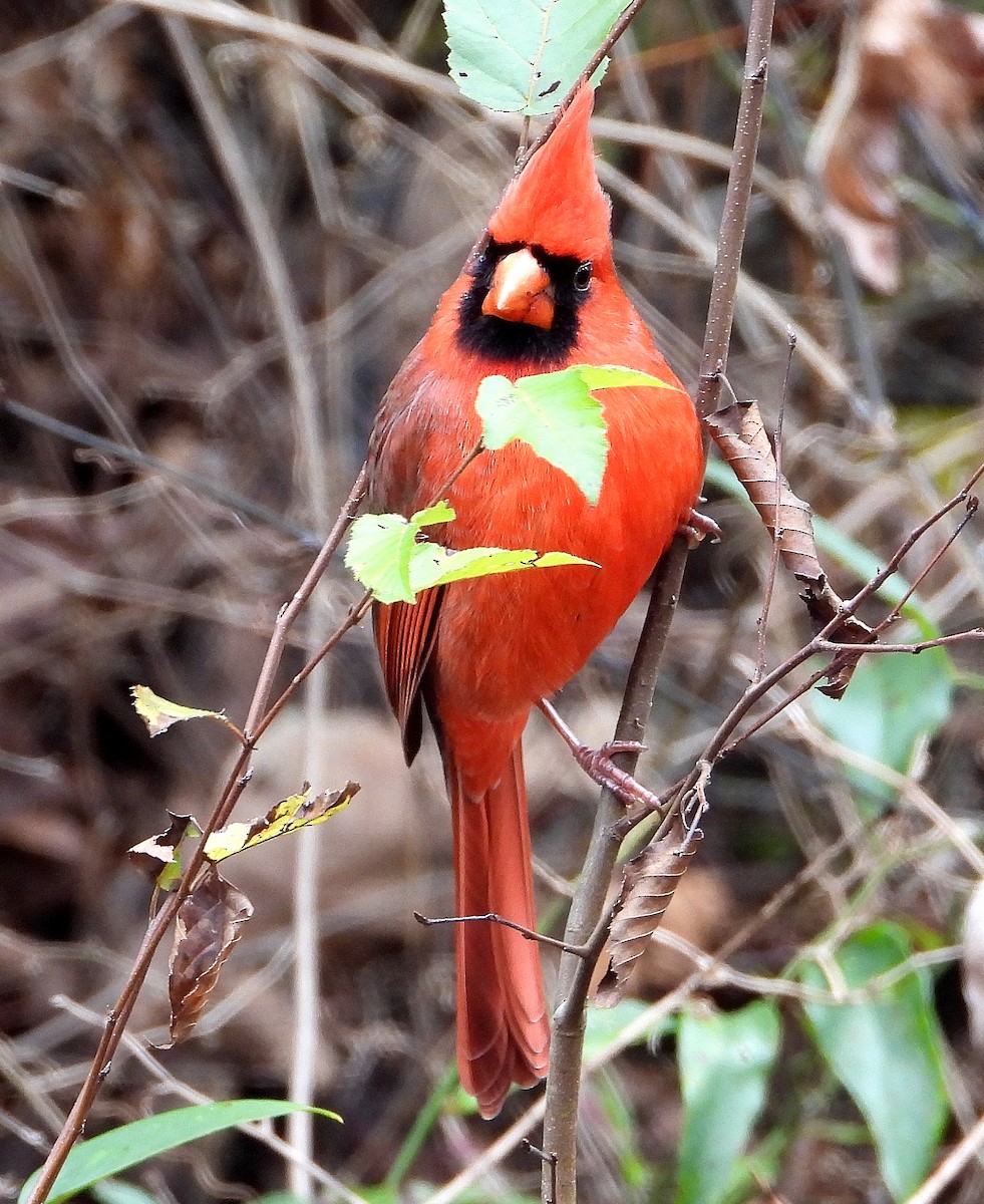 Northern Cardinal - ML646425991