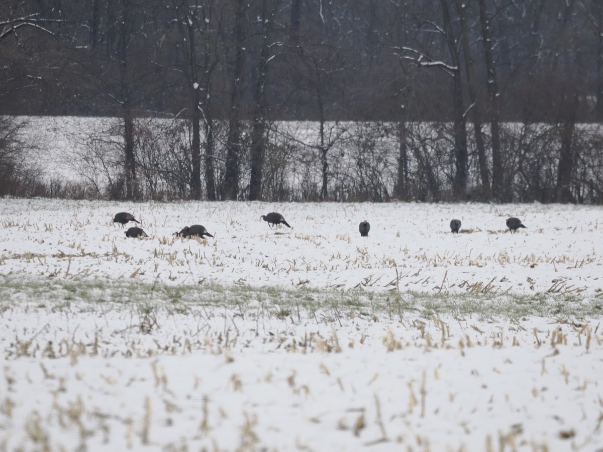 Индейка - ML646425993