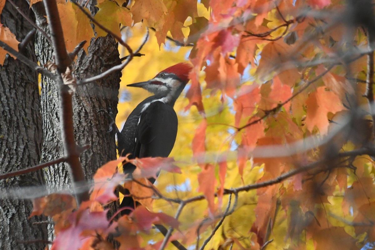 Helmspecht - ML646425994