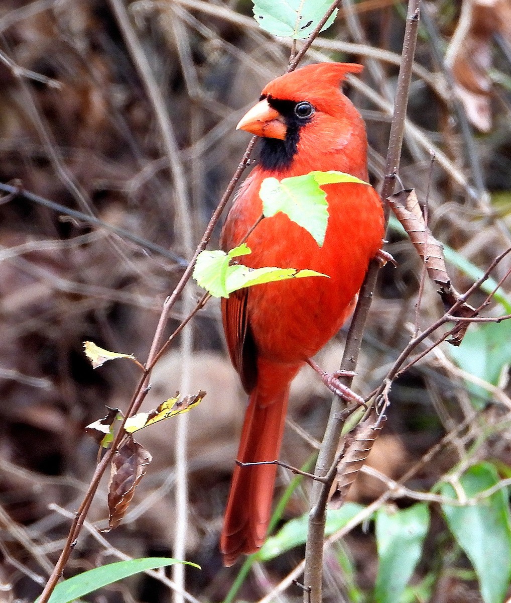 Northern Cardinal - ML646425995