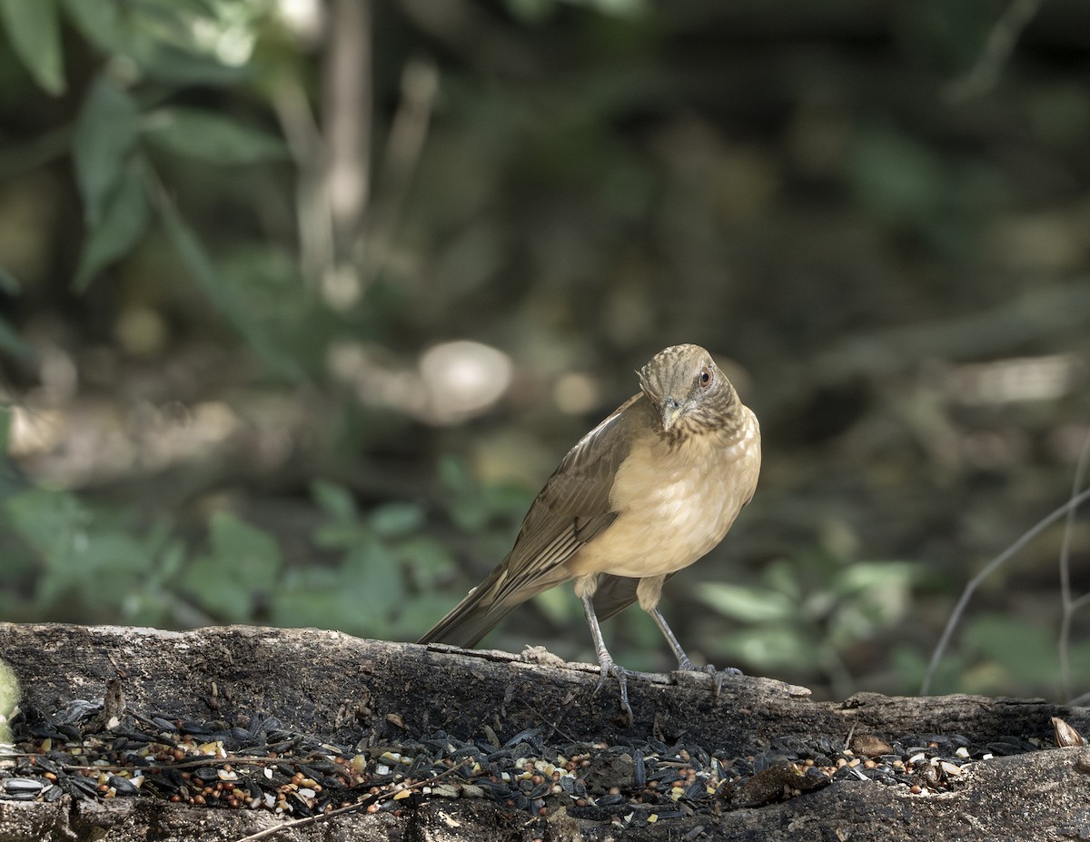 Clay-colored Thrush - ML646425996