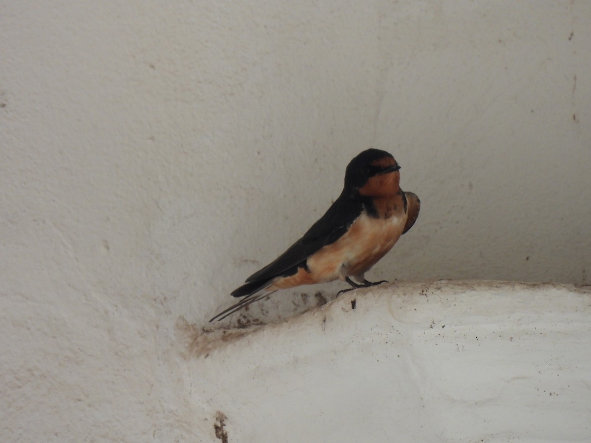 ツバメ - ML646426003