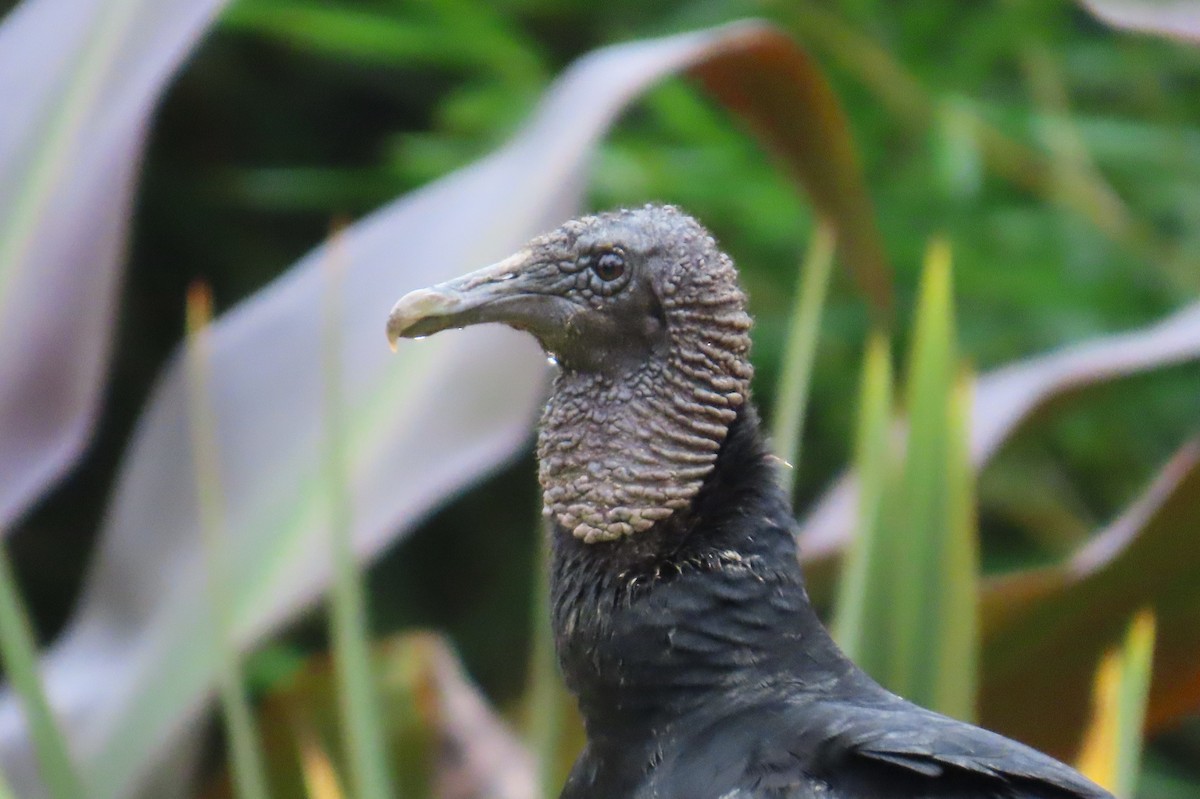 Black Vulture - ML646426004