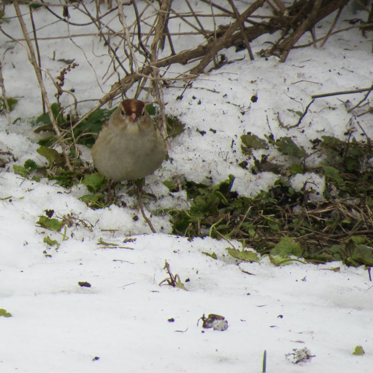 Bruant à couronne blanche - ML646426005
