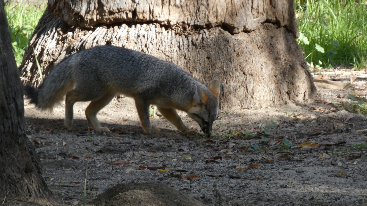 Arizona Gray Fox - ML646426006