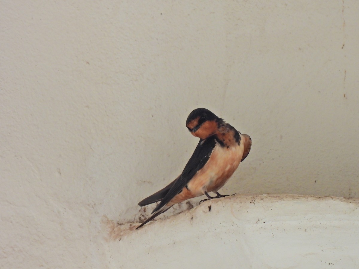 ツバメ - ML646426007