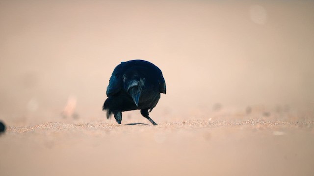 Cuervo Grande - ML646426008