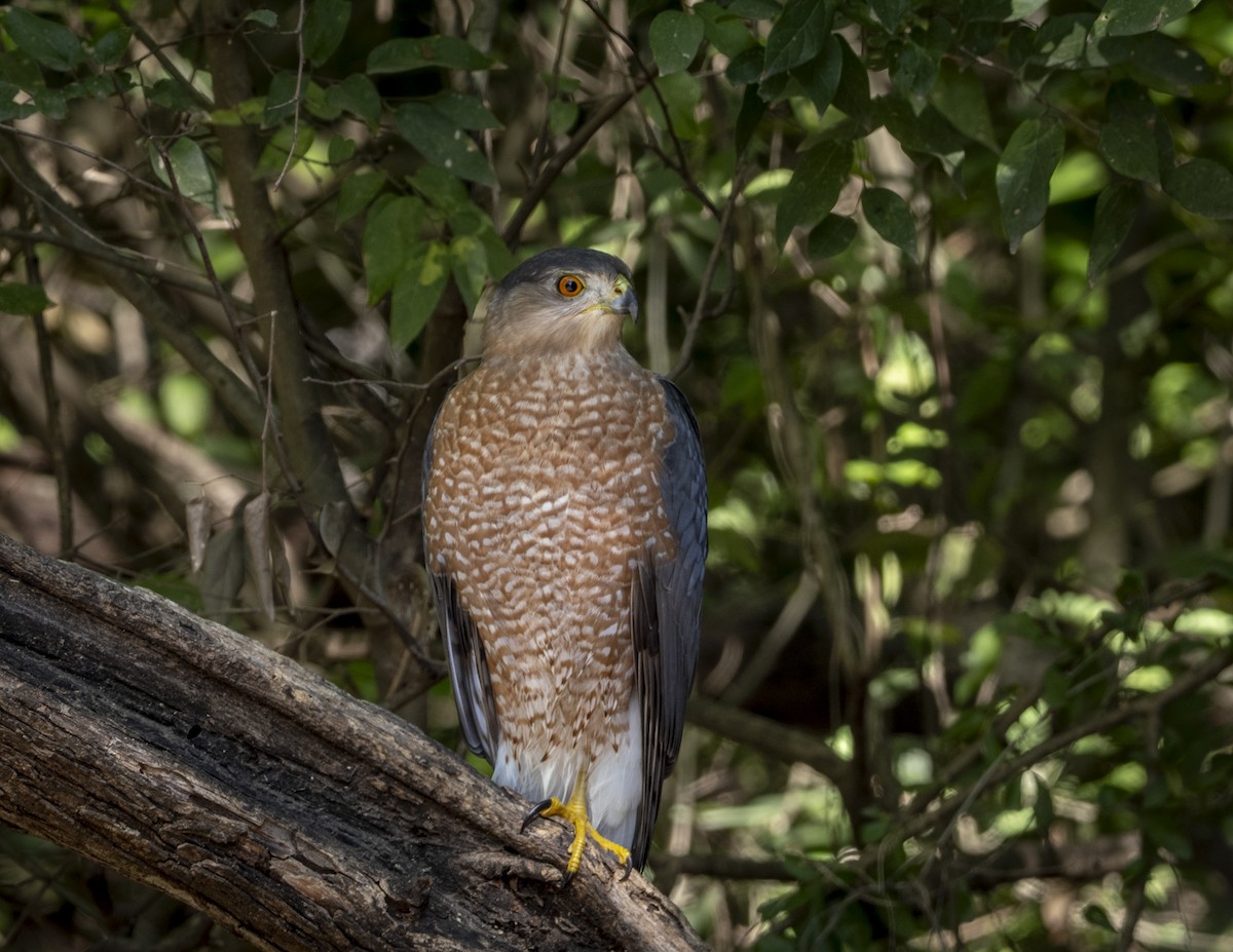 Cooper's Hawk - ML646426009