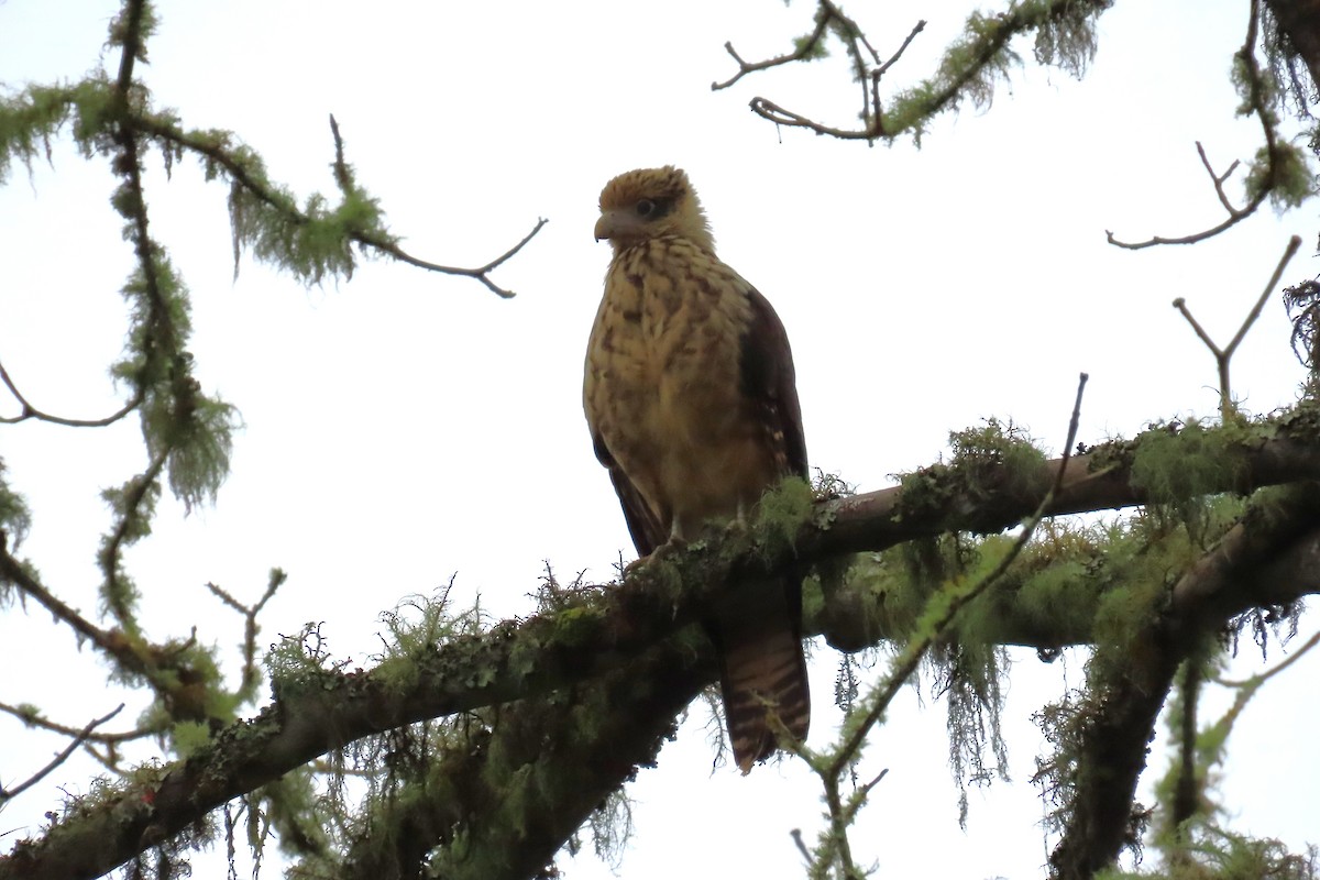 čimango žlutavý - ML646426010