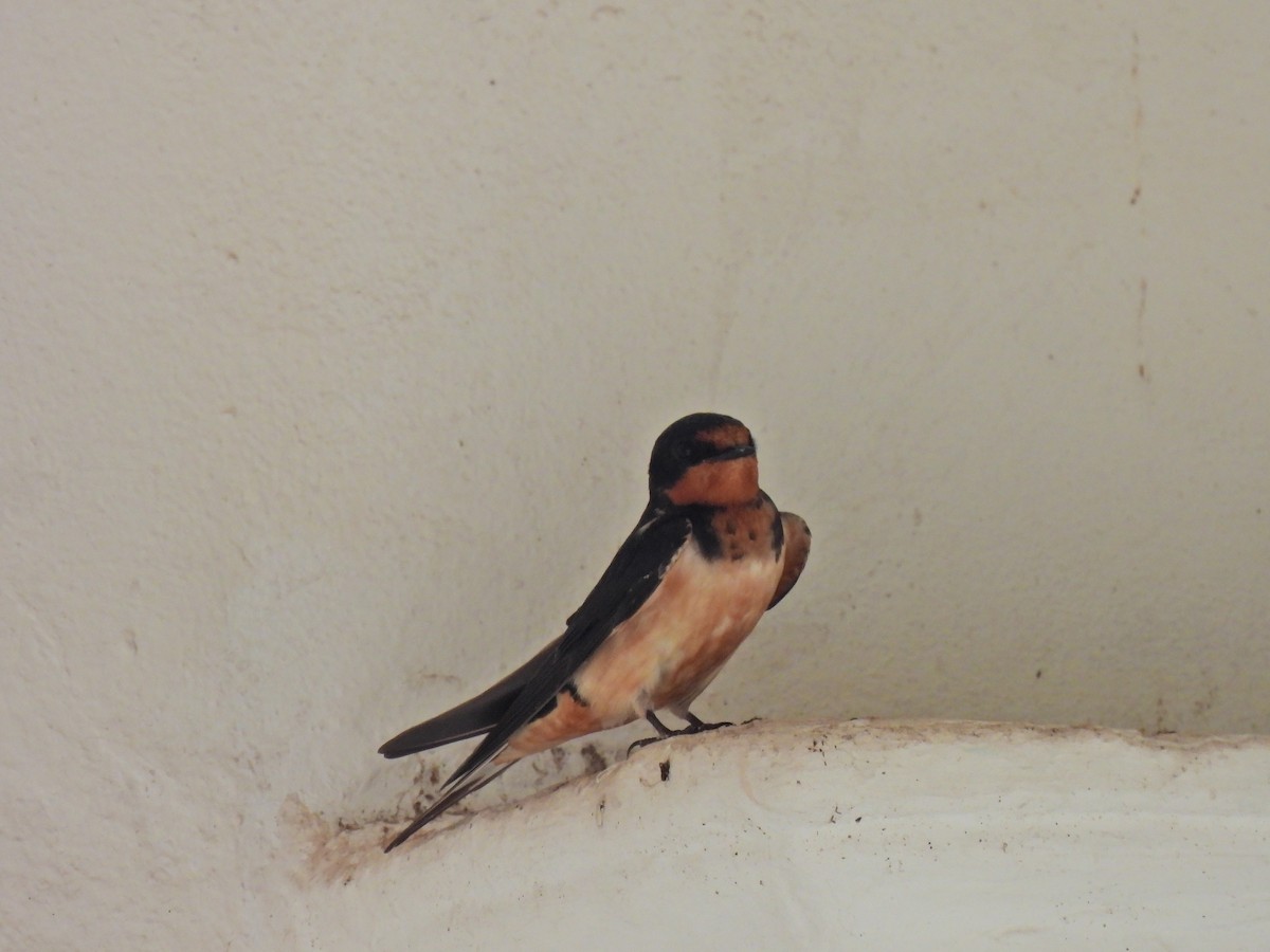 ツバメ - ML646426011