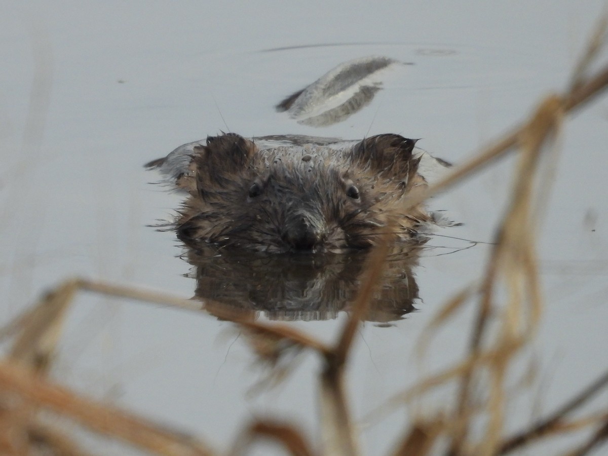 Animals - ML646426012