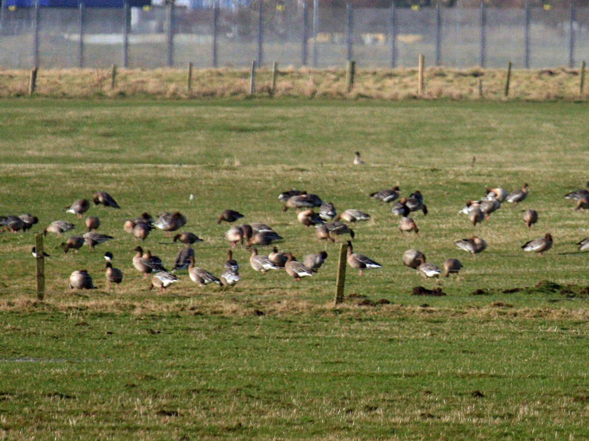 Pink-footed Goose - ML646426013