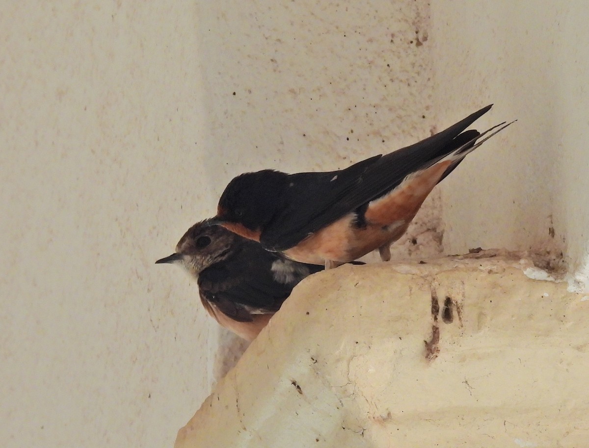 ツバメ - ML646426014